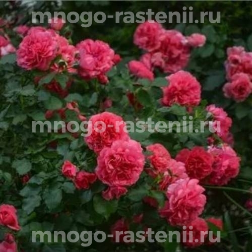 Роза Антик (Rosa Antike)