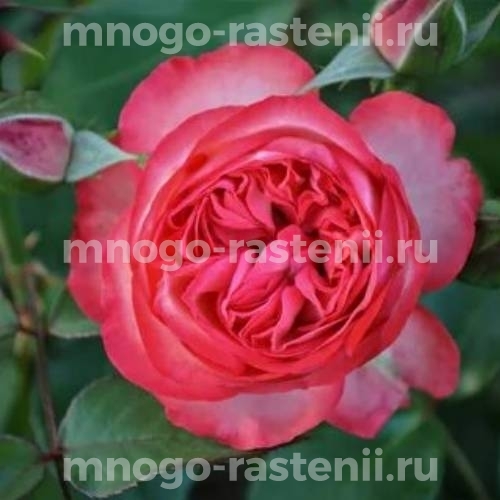 Роза Антик (Rosa Antike)