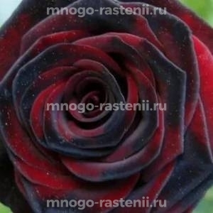 Роза Черная магия (Rosa Black Magic)