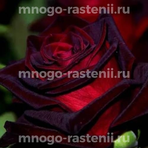Саженцы Розы Черная магия (Rosa Black Magic)