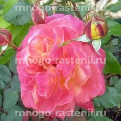 Саженцы Розы Цыгане (Rosa Tzigane)