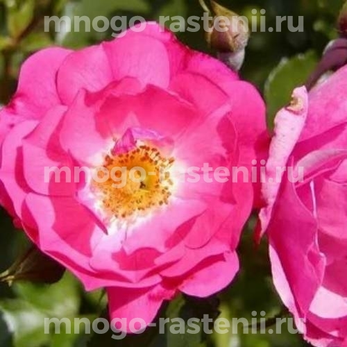 Саженцы Розы  Хейдетраум (Rosa Heidetraum)