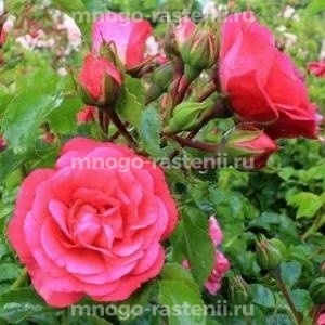 Роза Хейдетраум (Rosa Heidetraum)
