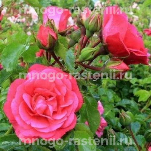 Саженцы Розы  Хейдетраум (Rosa Heidetraum)