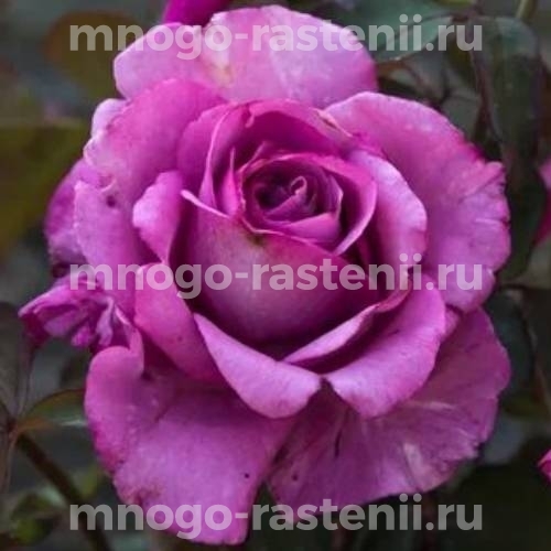 Саженцы Розы Лила Вундер (Rosa Lila Wunder)