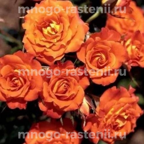 Саженцы Розы Мандарин (Rosa Mandarin)
