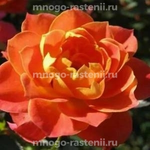 Роза Мандарин (Rosa Mandarin)