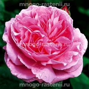 Роза Мари Роуз (Rosa Mary Rose)
