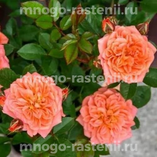 Саженцы Розы Нинетта (Rosa Ninetta)