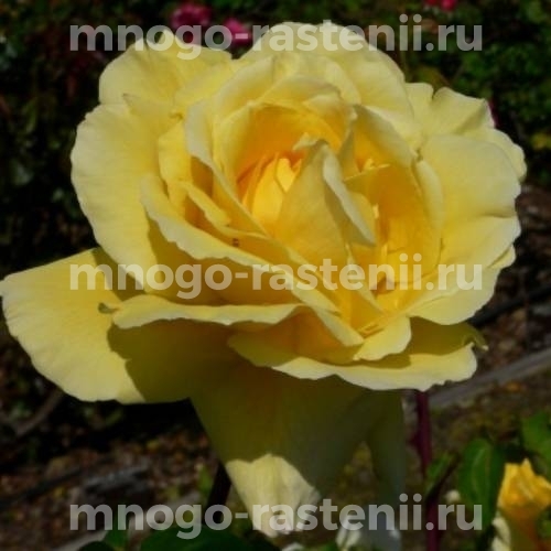 Саженцы Розы Аллголд (Rosa Allgold)