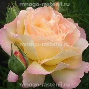 Роза Пис (Rosa Peace)