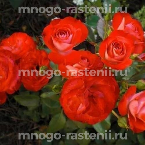 Саженцы Розы Плантен Ун Блюмен (Rosa  Planten un Blomen)