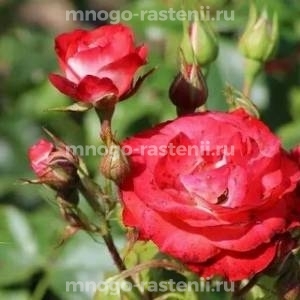 Роза Плантен Ун Блюмен (Rosa  Planten un Blomen)