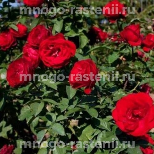 Саженцы Розы Пусста (Rosa Pussta)