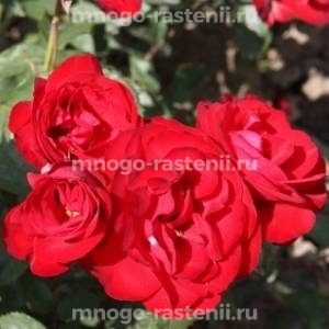 Роза Пусста (Rosa Pussta) 