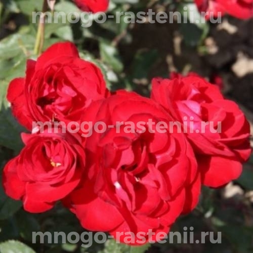 Саженцы Розы Пусста (Rosa Pussta)