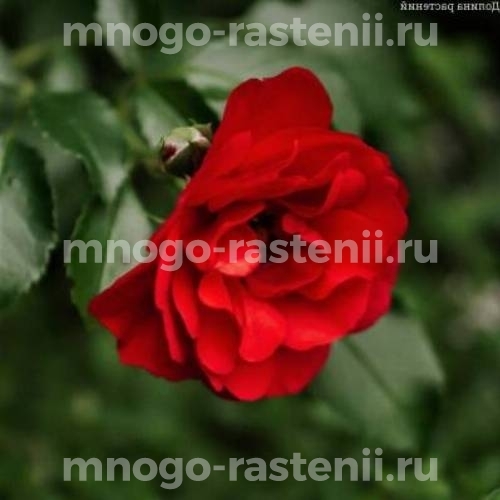 Саженцы Розы Сорренто (Rosa Sorrento)