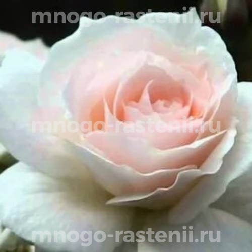 Саженцы Розы Свит Блонди (Rosa Sweet Blondie)