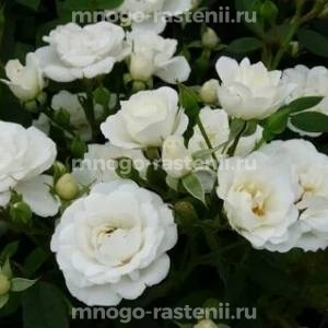 Роза Вайт Кавер (Rosa White Cover)