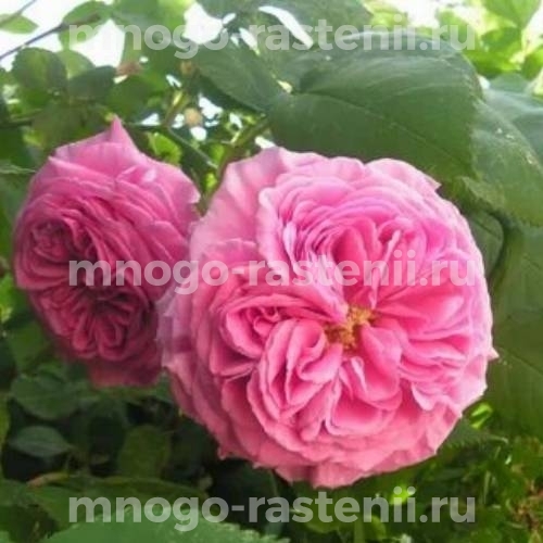 Саженцы Розы Венеда (Rosa Veneda)