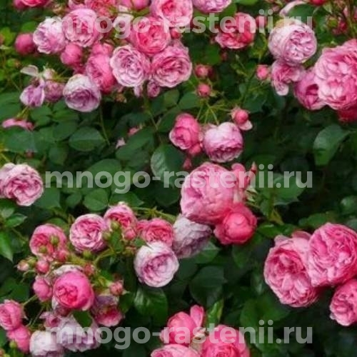 Саженцы Розы Венеда (Rosa Veneda)