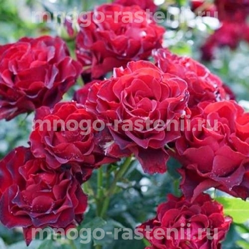 Роза штамбовая Омаж а Барбара (Rosa Hommage a Barbara)