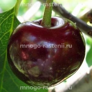 Чудо вишня (дюк) Мелитопольская радость
