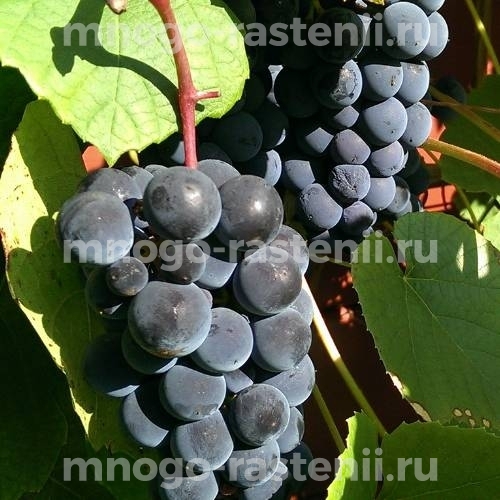 Виноград Хасанский Боуса