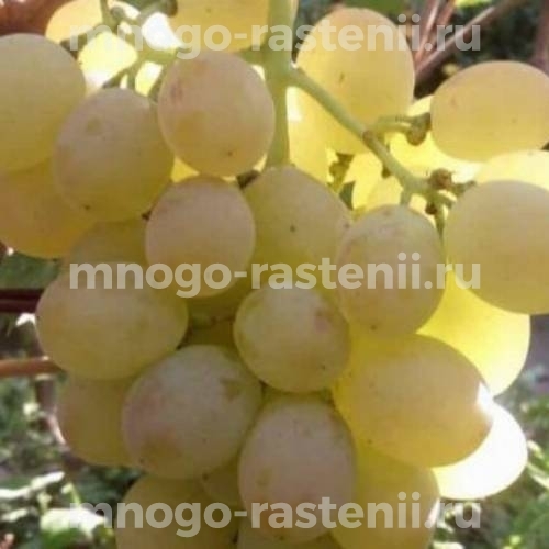 Виноград Аист