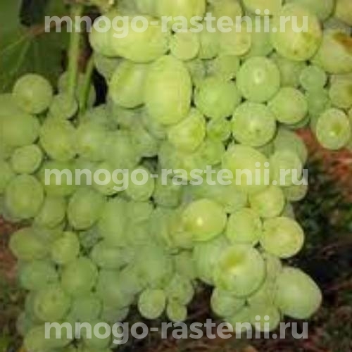 Виноград Аксинья