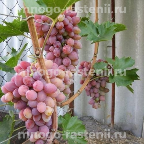 Виноград Азалия