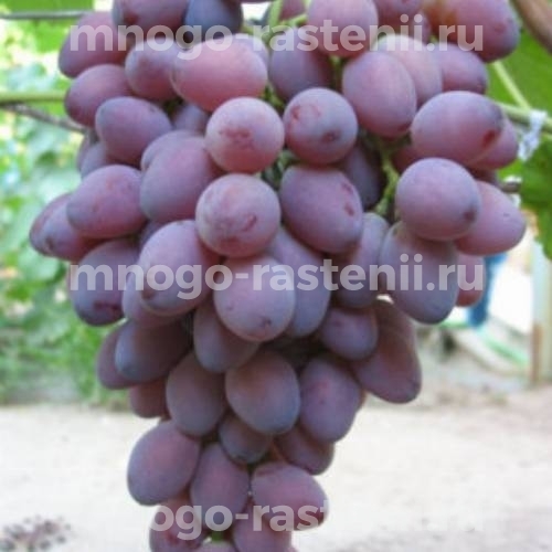 Виноград Ася