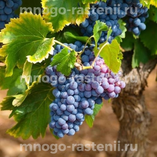 Виноград Зилга