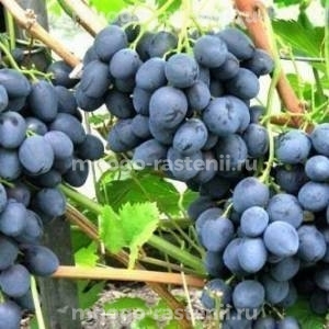 Виноград Пола