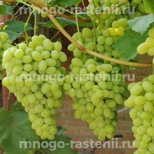 Виноград Ландыш