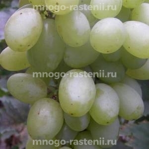 Виноград Биляна