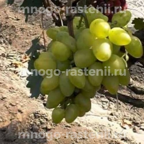 Виноград Ахиллес