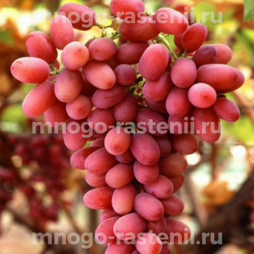 Виноград Багровый