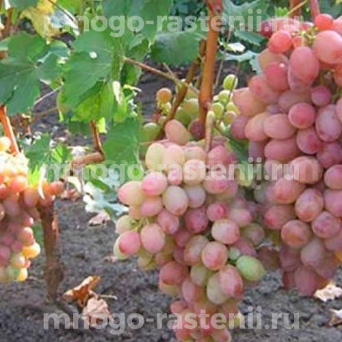 Виноград Амирхан