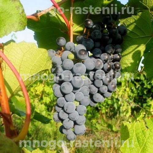 Виноград Амурский