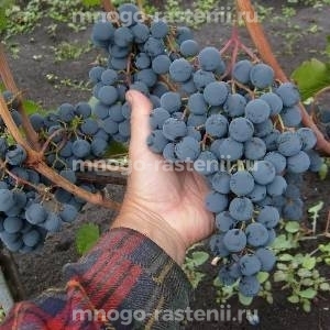 Виноград Московский Черный