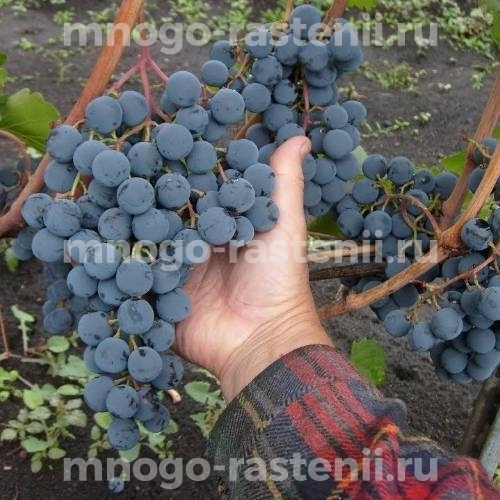 Виноград Московский Черный