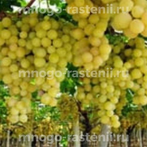 Виноград Нистру