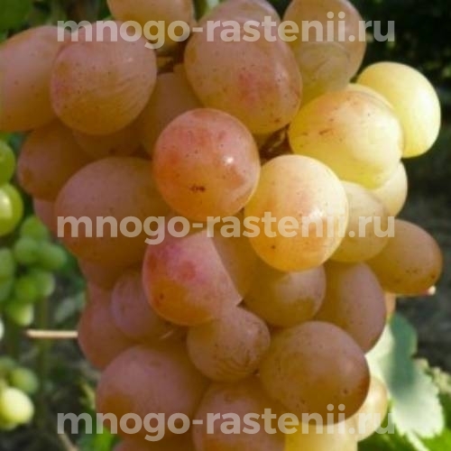 Виноград Нистру