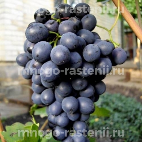 Виноград Осенний черный