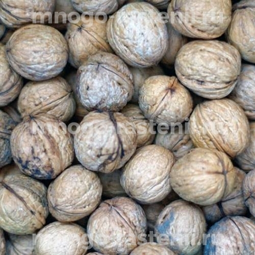 Грецкий орех Лунгуеце