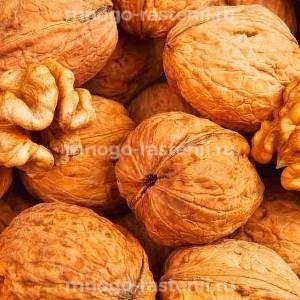 Грецкий орех Великан