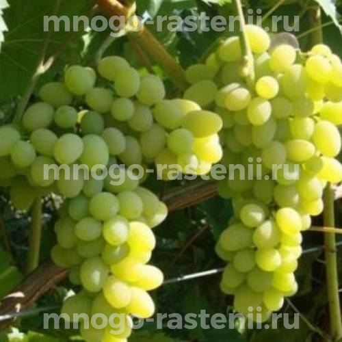 Виноград Белое Чудо