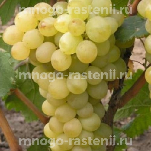 Виноград Вера