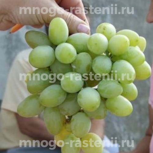 Виноград Вера